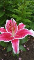 Pflanzen im Garten Julia Volkmann